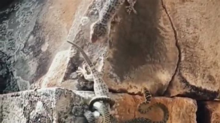 10/10 If You Can Guess Who Won This Lizard Vs Snake Battle