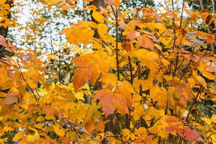 10 Cimmaron Ash Tree Facts