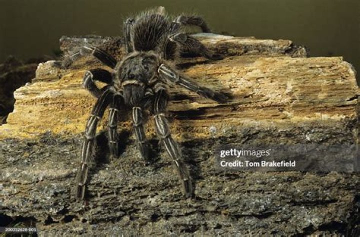 10 Enigmatic Facts About Stripe-knee Tarantula