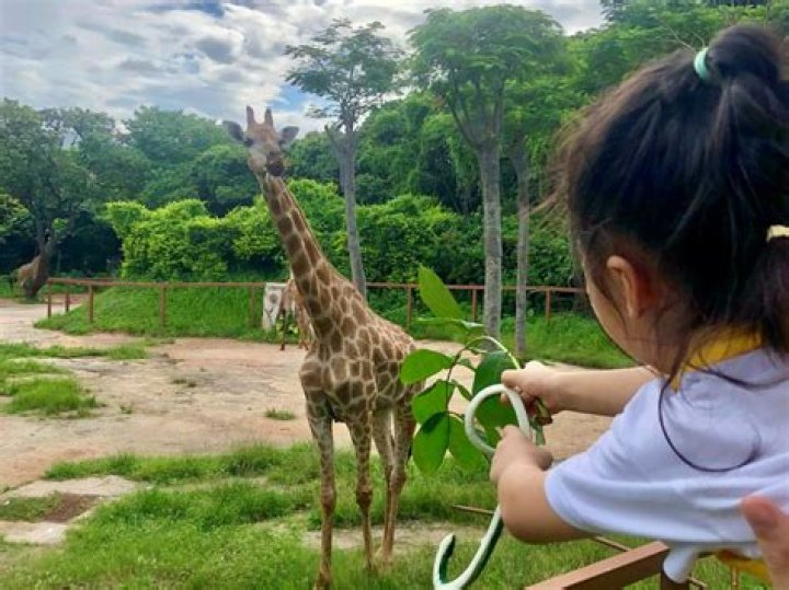 10 Extraordinary Facts About Curraghs Wildlife Park