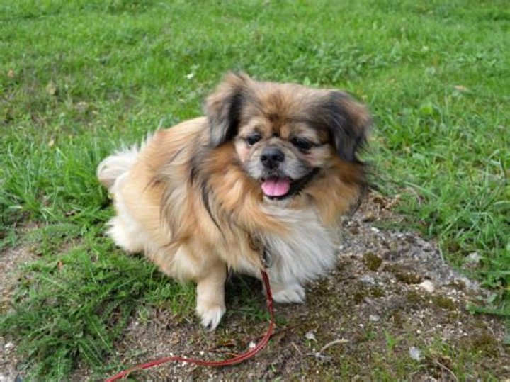 10 Extraordinary Facts About Tibetan Spaniel
