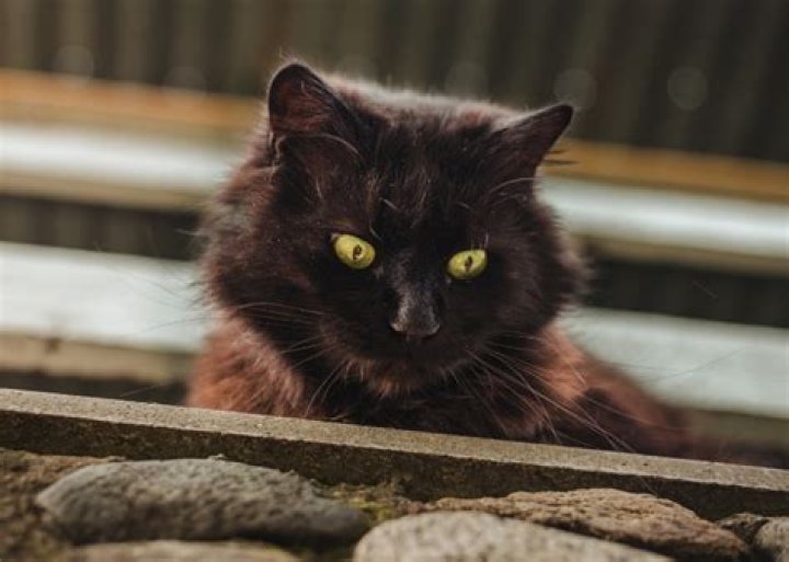 10 Facts About Feral Cats