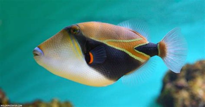 10 Moorish Idol Fish Facts
