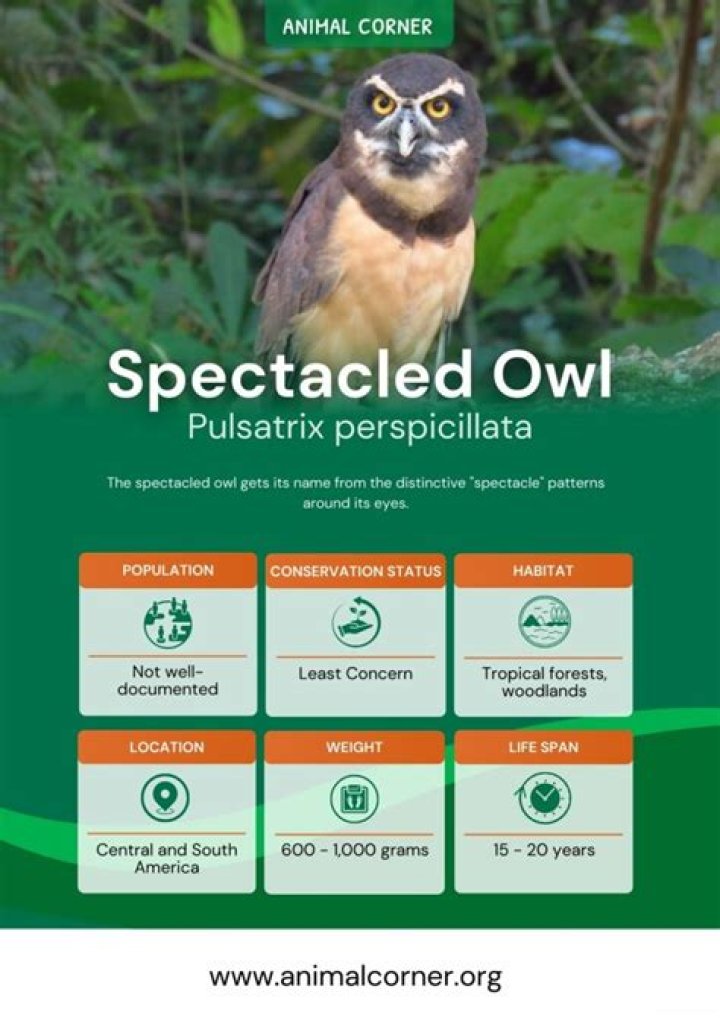 10 Spectacled Owl Facts - Facts.net