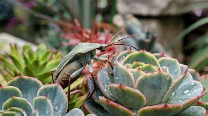 10 Thorn Bug Interesting Facts