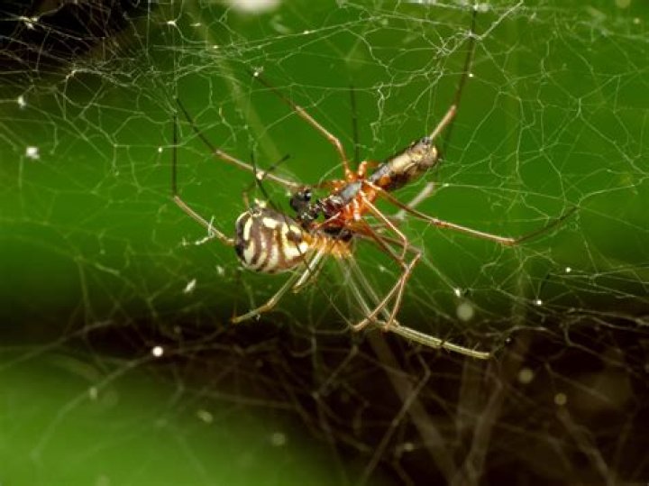 10 Unbelievable Facts About Filmy Dome Spider