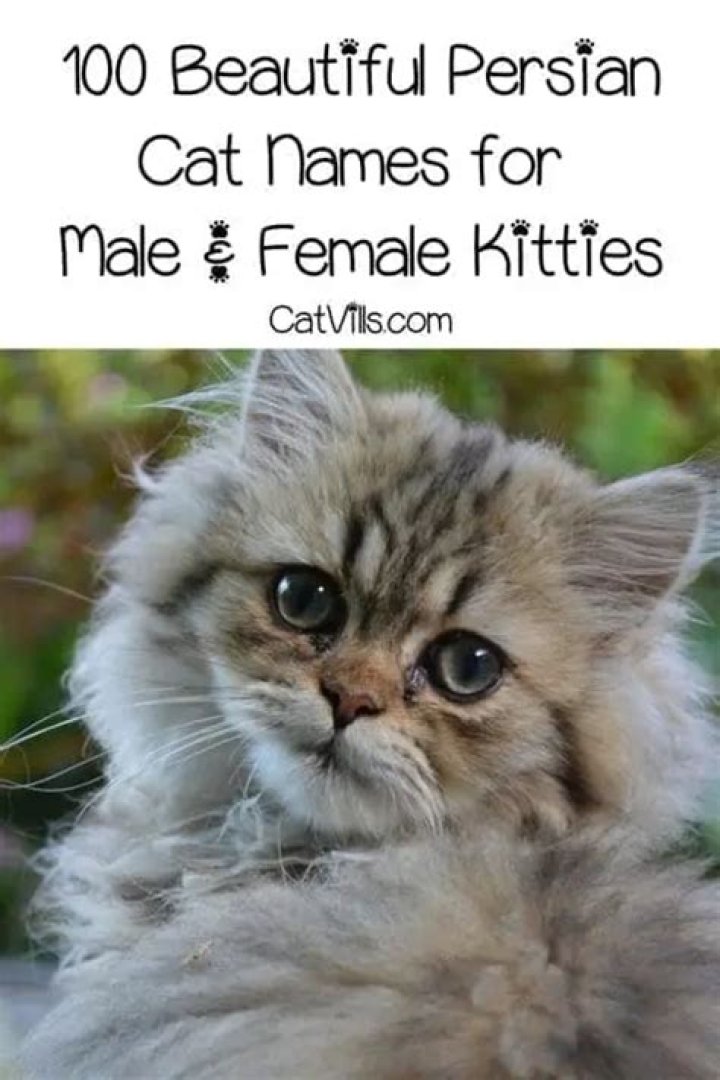 100+ Persian Cat Names With Meanings