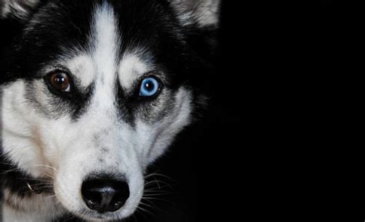 101 Interesting Siberian Husky Facts That Will Endear You