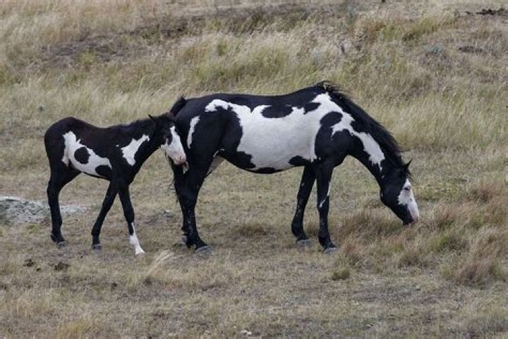 11 American Paint Horse Facts