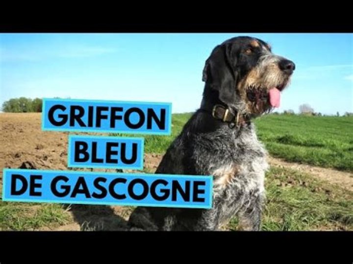 11 Captivating Facts About Griffon Bleu De Gascogne