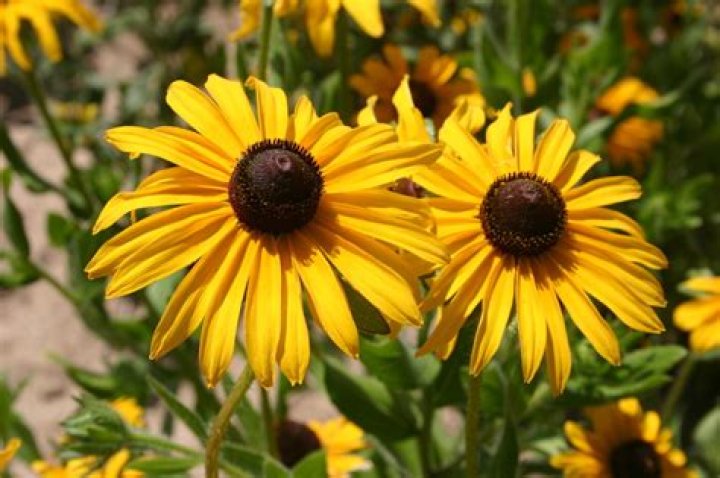 11 Enigmatic Facts About Black-Eyed Susan