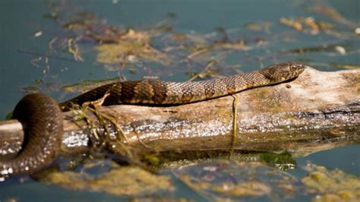11 Extraordinary Facts About Northern Water Snake