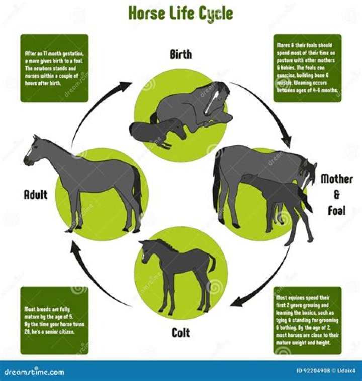11 Facts About A Horse Life Cycle