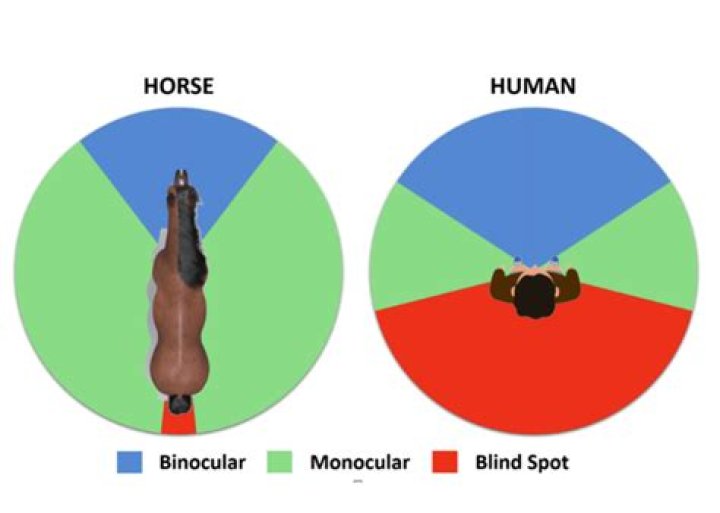 11 Horse Eyesight Facts - Facts.net