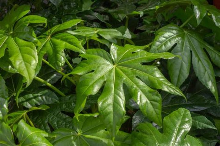 11 Intriguing Facts About Fatsia
