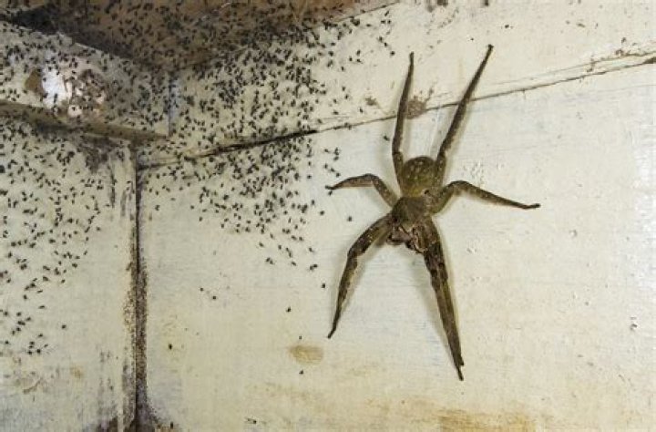 11 Unbelievable Facts About Wall Spider