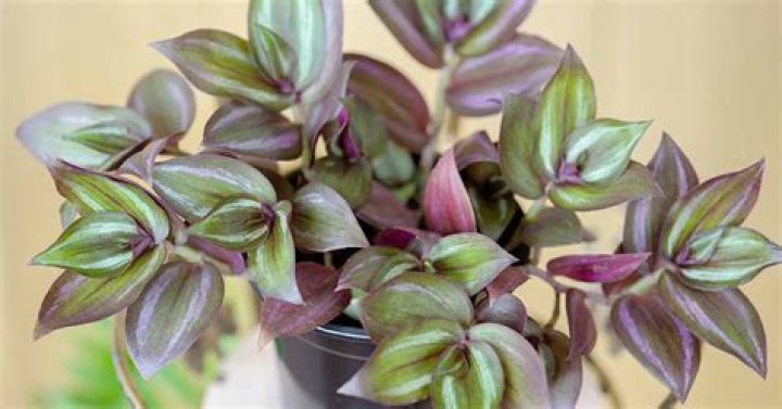 12 Fascinating Facts About Spiderwort