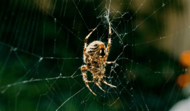 12 Fascinating Facts About Tangle-web Spider