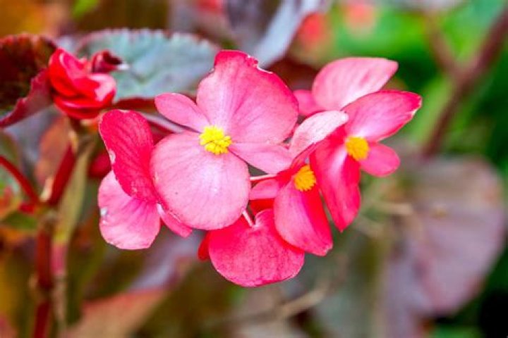 12 Intriguing Facts About Wax Begonia