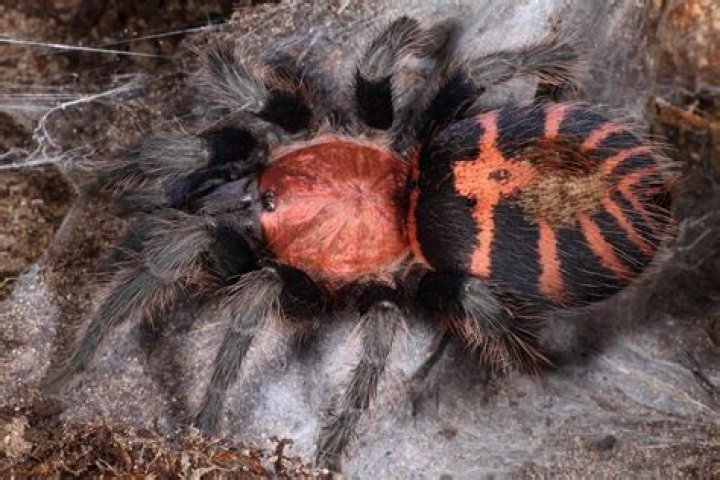 12 Mind-blowing Facts About Tiger Rump Tarantula
