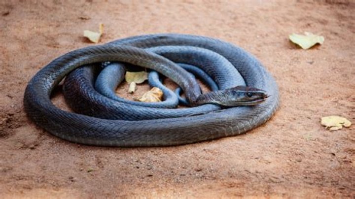 12 Surprising Facts About African House Snake