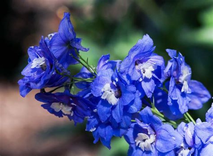 13 Astonishing Facts About Delphinium