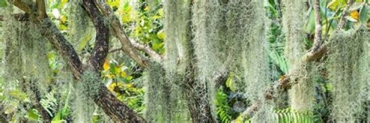 13 Astonishing Facts About Spanish Moss