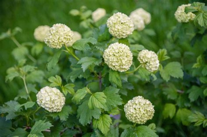 13 Captivating Facts About Snowball Bush