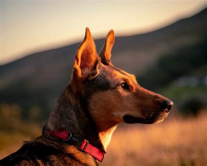 13 Extraordinary Facts About Podenco Canario