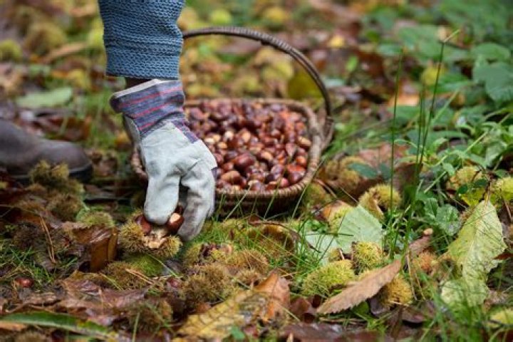 13 Surprising Facts About Foraging