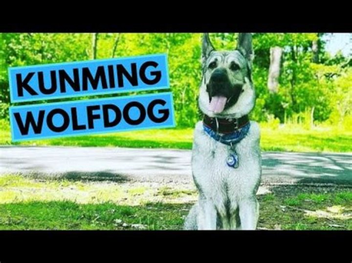 13 Surprising Facts About Kunming Wolfdog