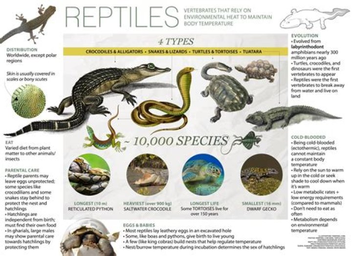 14 Astounding Facts About Reptiles