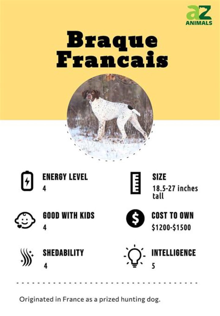 14 Extraordinary Facts About Braque Francais