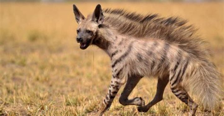 14 Facts About Aardwolf - Facts.net