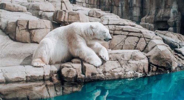14 Fascinating Facts About Pittsburgh Zoo