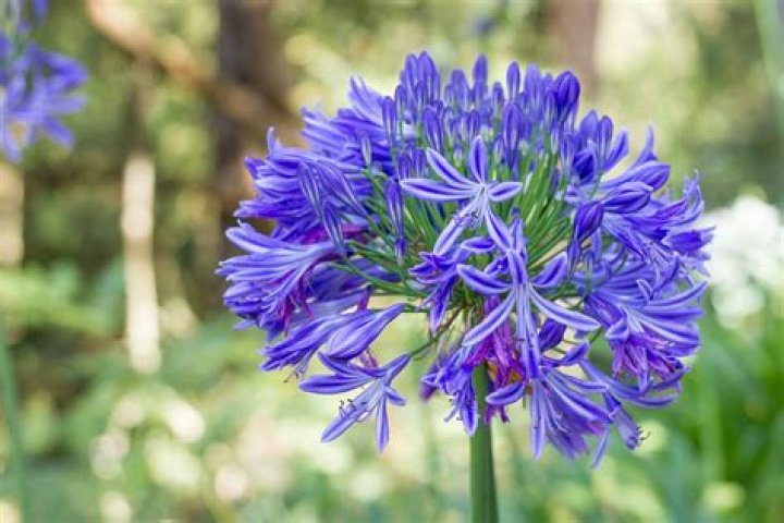 14 Intriguing Facts About Agapanthus