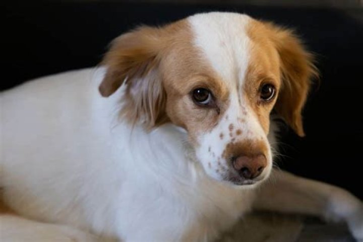 14 Mind-blowing Facts About Small Greek Domestic Dog