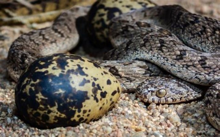 14 Unbelievable Facts About Egg-eating Snake