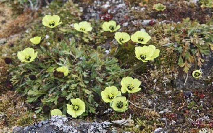15 Arctic Poppy Facts - Facts.net