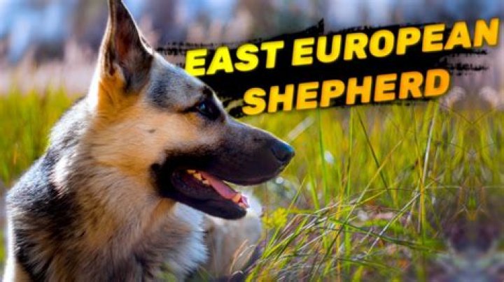 15 Astonishing Facts About East-European Shepherd