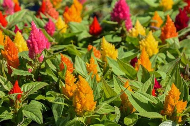 15 Astounding Facts About Cockscomb
