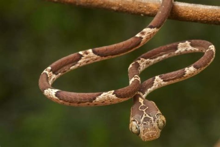 15 Blunt Headed Tree Snake Facts