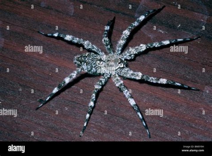 15 Captivating Facts About White-banded Fishing Spider