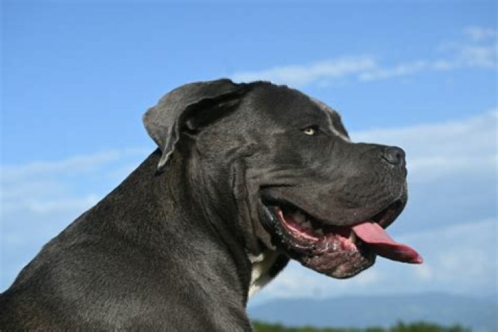 15 Fascinating Facts About Cane Corso
