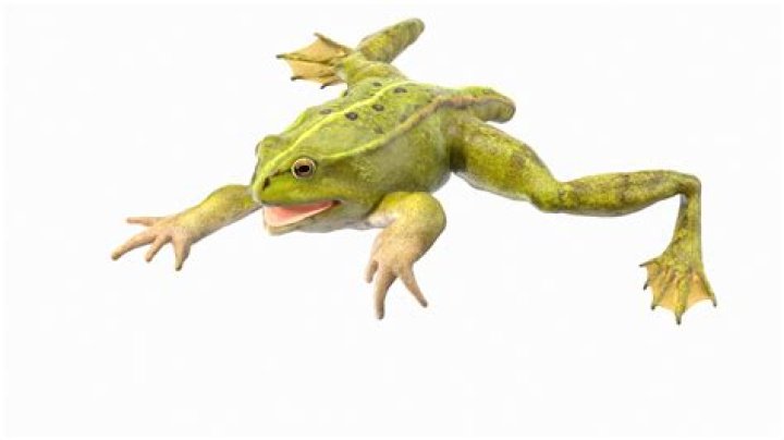 15 Froglet Facts - Facts.net