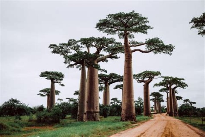 15 Interesting Facts About The Baobab Tree