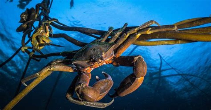 15 Kelp Crab Facts - Facts.net