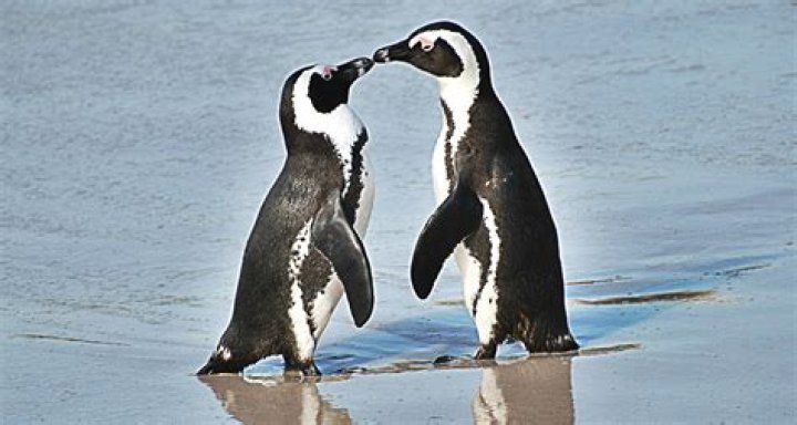 15 Love Lessons Everyone Should Learn From Penguins | Dr. Charles & Dr. Elizabeth Schmitz