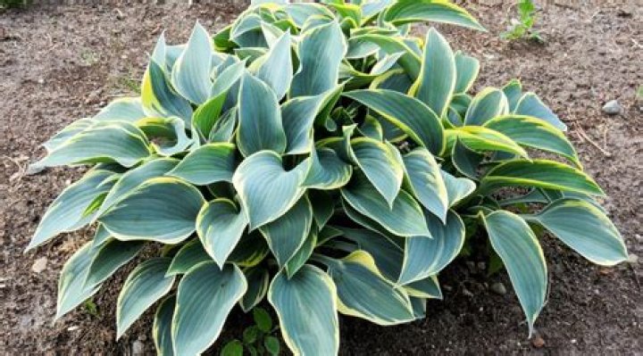 15 Mind-blowing Facts About Hosta