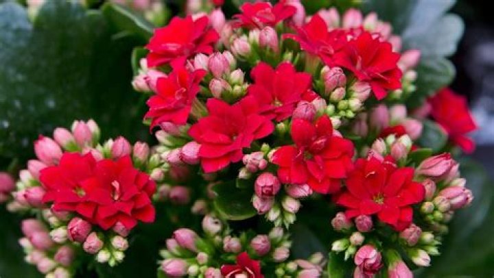 15 Surprising Facts About Kalanchoe